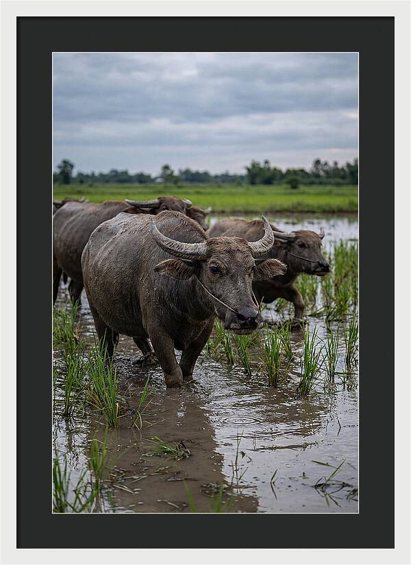 Asian Water Buffalo In Rice Paddy