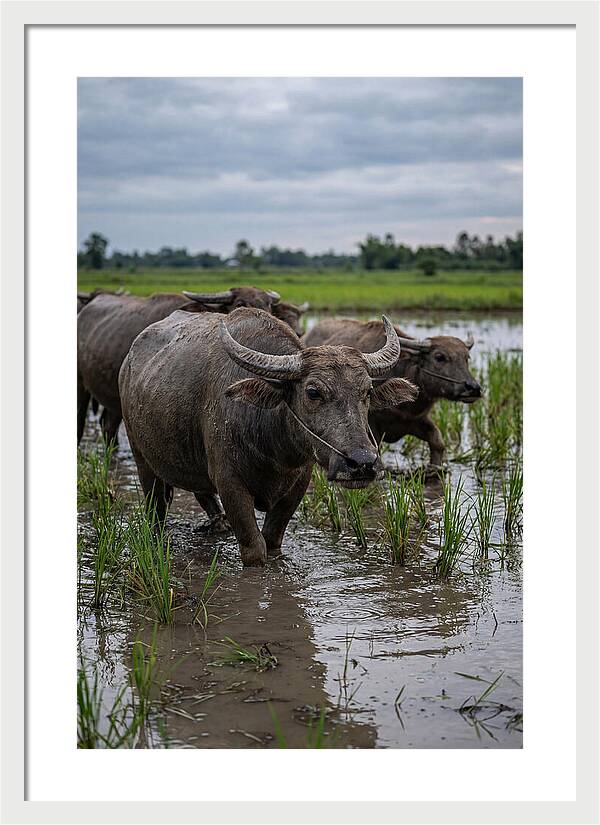 Asian Water Buffalo In Rice Paddy