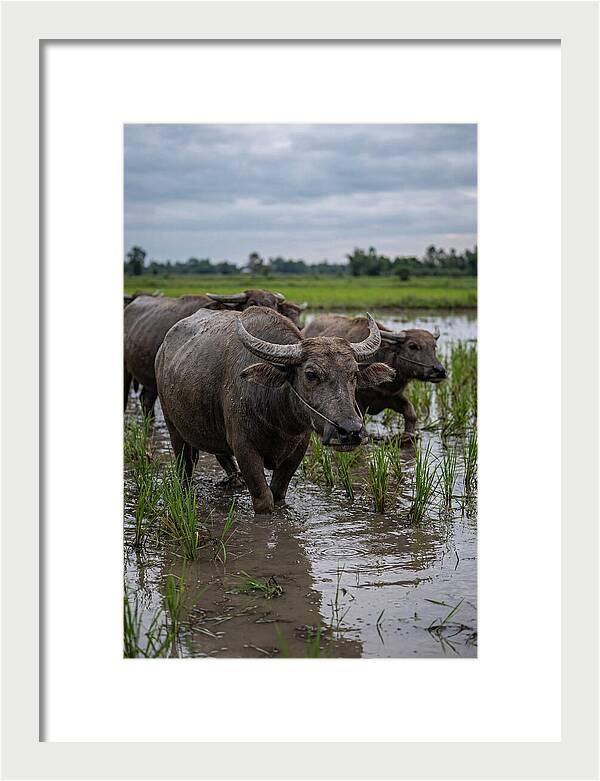 Asian Water Buffalo In Rice Paddy