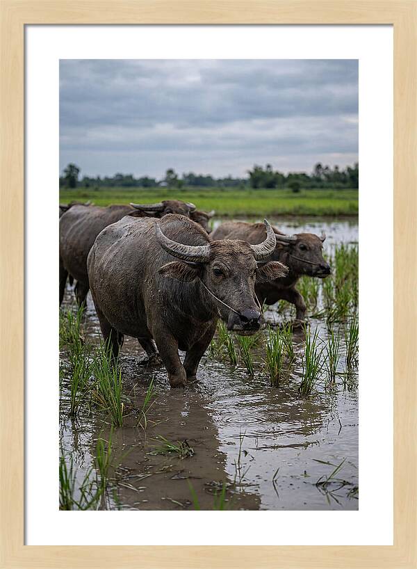Asian Water Buffalo In Rice Paddy