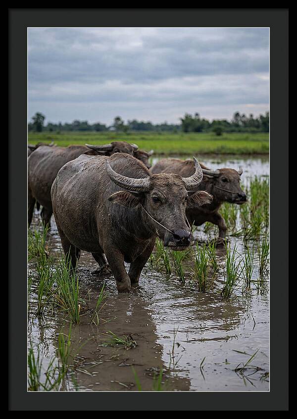 Asian Water Buffalo In Rice Paddy