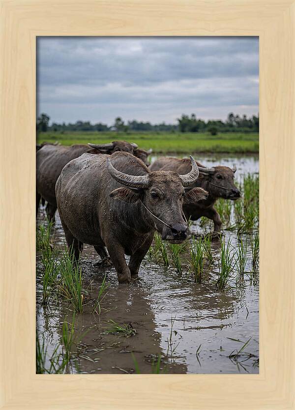 Asian Water Buffalo In Rice Paddy