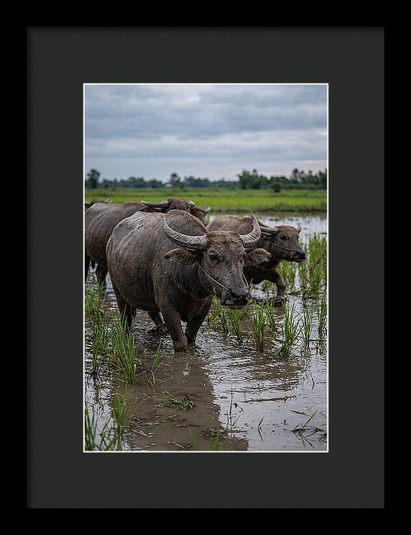 Asian Water Buffalo In Rice Paddy