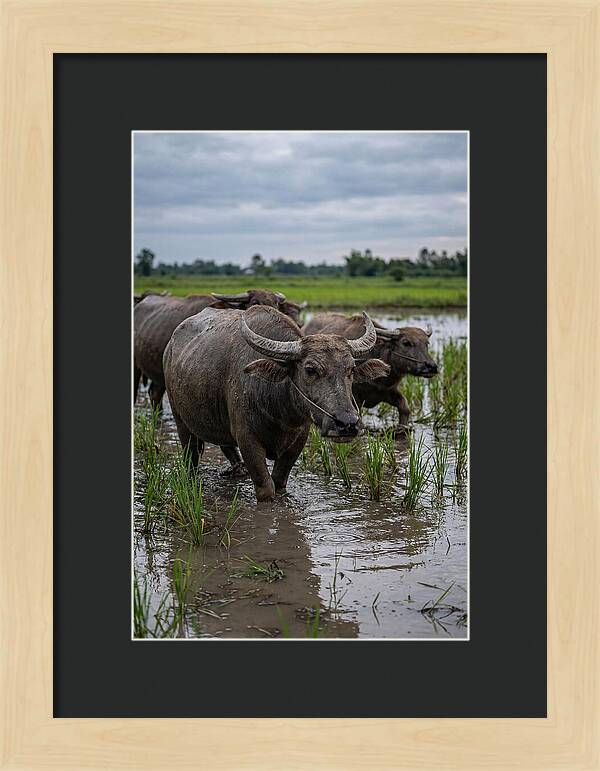 Asian Water Buffalo In Rice Paddy