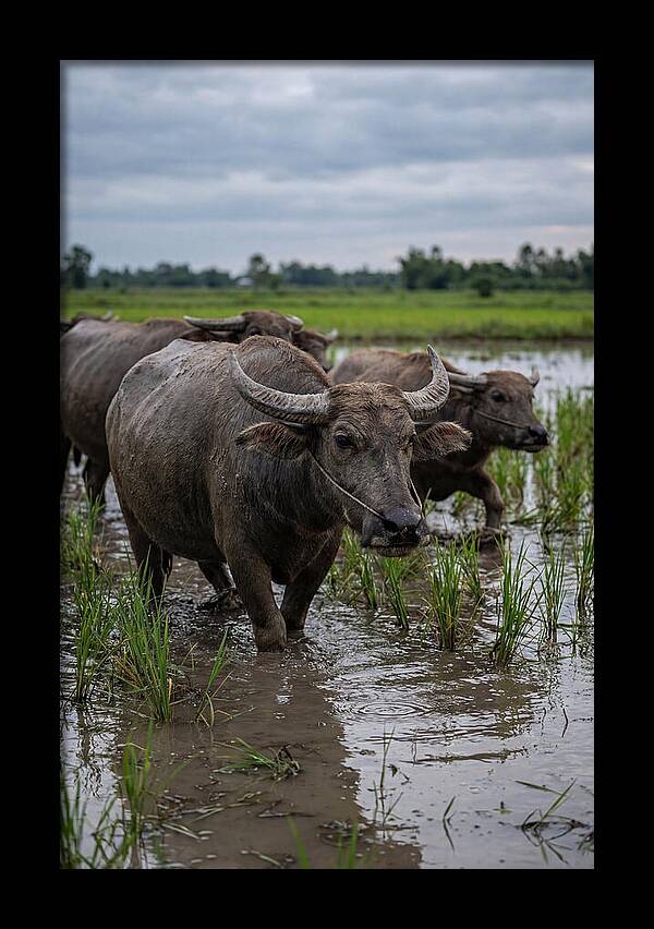 Asian Water Buffalo In Rice Paddy