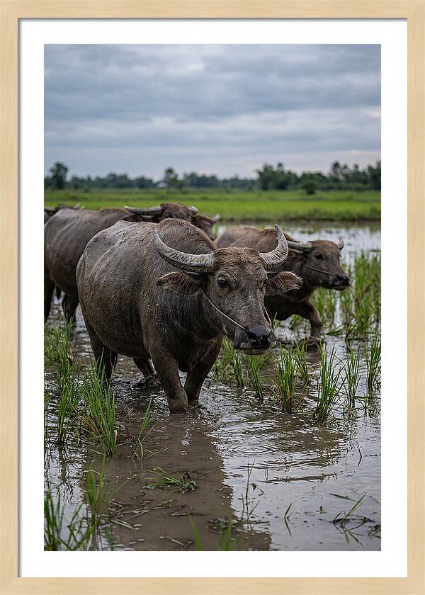 Asian Water Buffalo In Rice Paddy