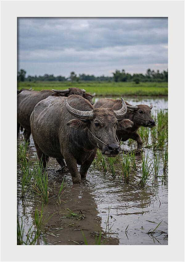 Asian Water Buffalo In Rice Paddy