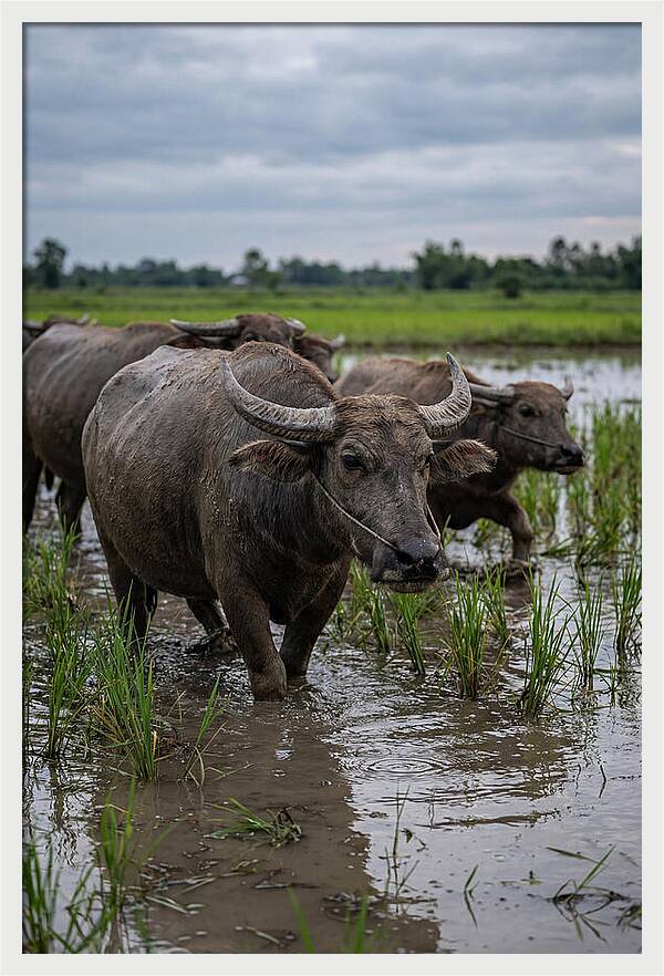 Asian Water Buffalo In Rice Paddy