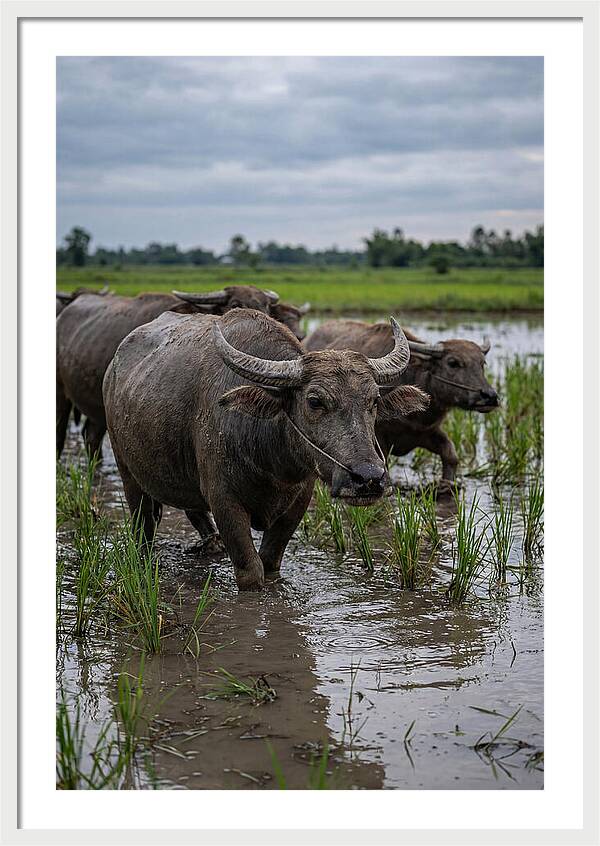 Asian Water Buffalo In Rice Paddy