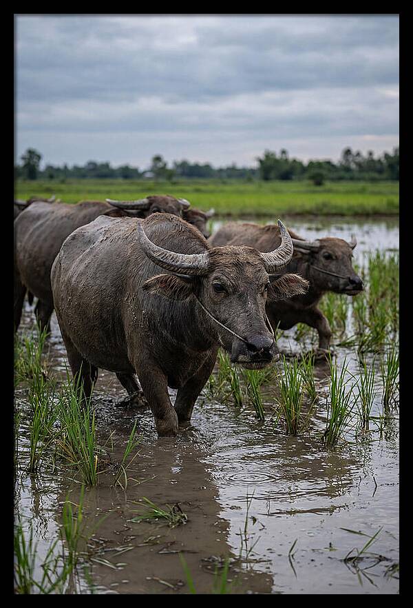 Asian Water Buffalo In Rice Paddy