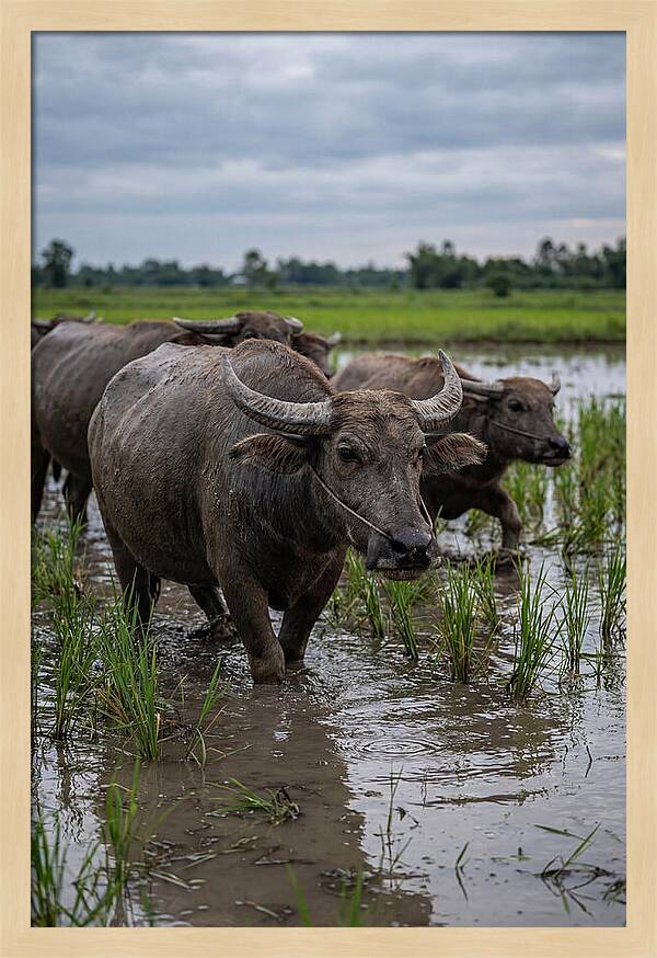 Asian Water Buffalo In Rice Paddy