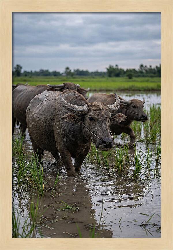Asian Water Buffalo In Rice Paddy