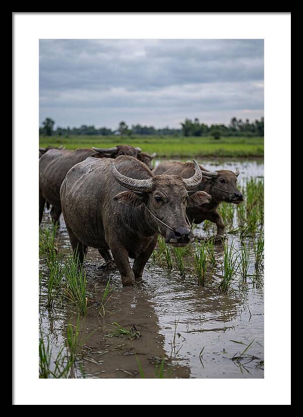 Asian Water Buffalo In Rice Paddy