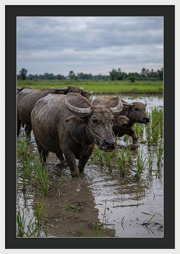 Asian Water Buffalo In Rice Paddy