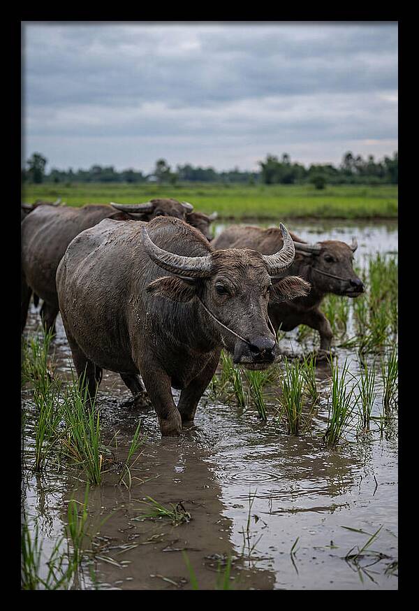 Asian Water Buffalo In Rice Paddy
