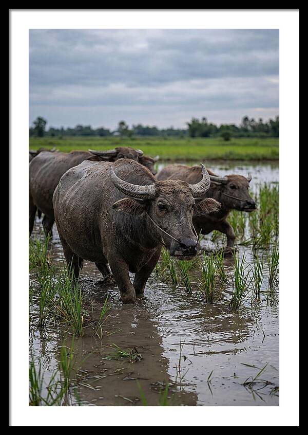 Asian Water Buffalo In Rice Paddy