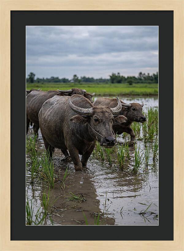 Asian Water Buffalo In Rice Paddy
