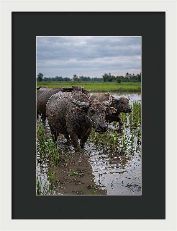 Asian Water Buffalo In Rice Paddy