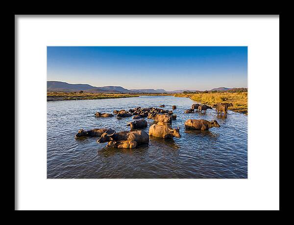 Asian Water Buffaloes Relaxing Together