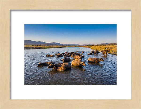 Asian Water Buffaloes Relaxing Together
