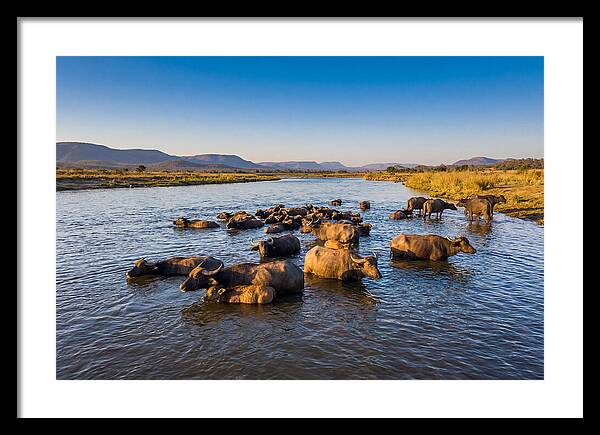 Asian Water Buffaloes Relaxing Together