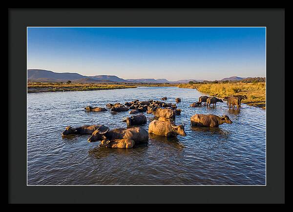 Asian Water Buffaloes Relaxing Together