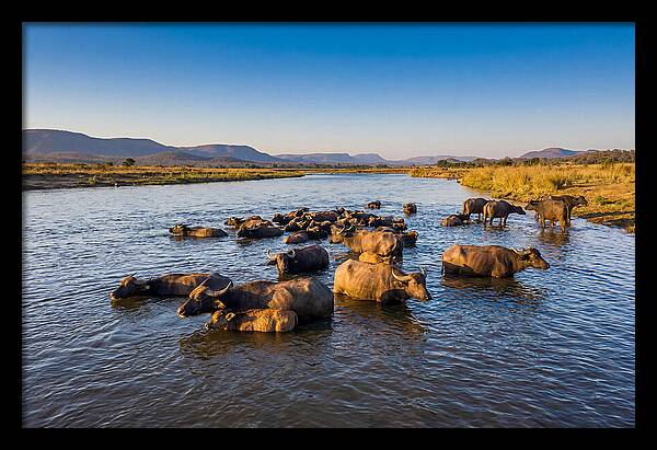 Asian Water Buffaloes Relaxing Together