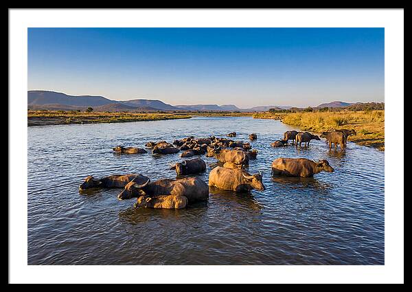 Asian Water Buffaloes Relaxing Together