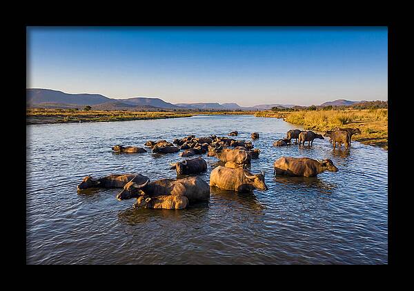 Asian Water Buffaloes Relaxing Together