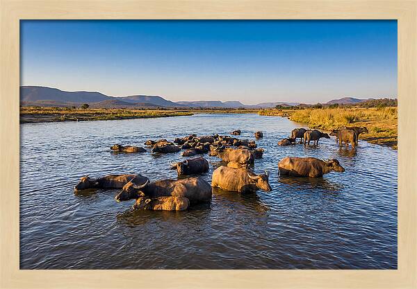 Asian Water Buffaloes Relaxing Together