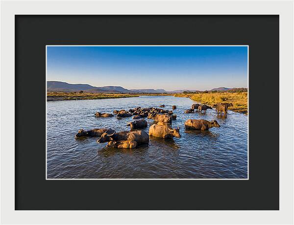 Asian Water Buffaloes Relaxing Together