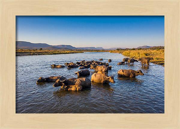 Asian Water Buffaloes Relaxing Together