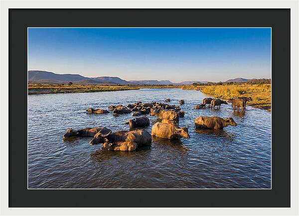 Asian Water Buffaloes Relaxing Together