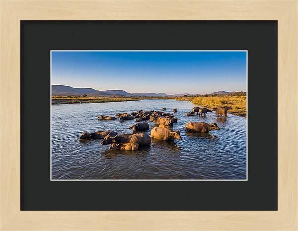 Asian Water Buffaloes Relaxing Together