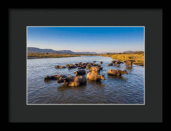 Asian Water Buffaloes Relaxing Together