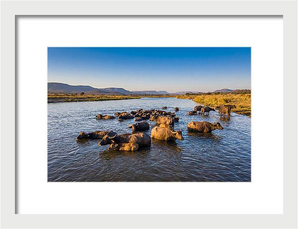 Asian Water Buffaloes Relaxing Together
