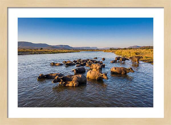 Asian Water Buffaloes Relaxing Together