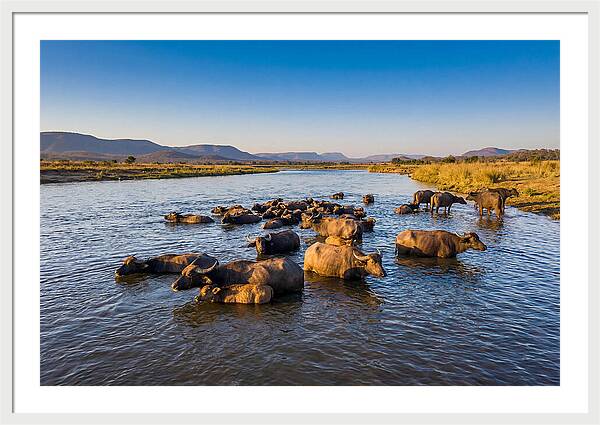 Asian Water Buffaloes Relaxing Together
