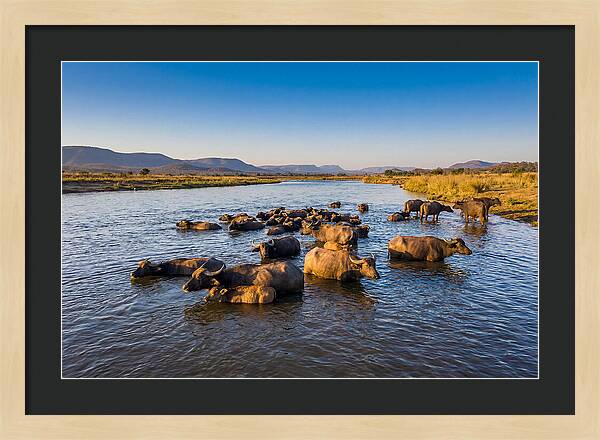 Asian Water Buffaloes Relaxing Together