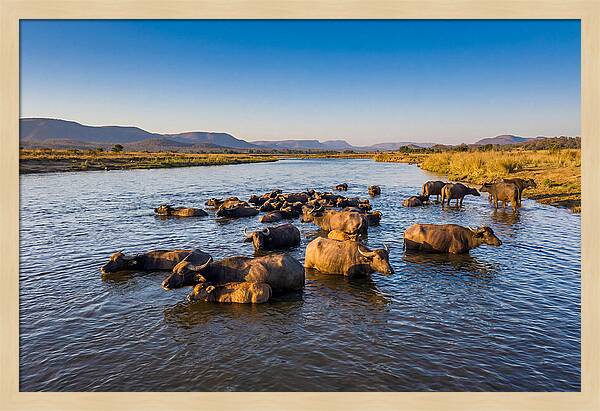 Asian Water Buffaloes Relaxing Together