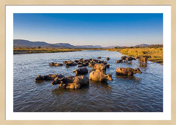 Asian Water Buffaloes Relaxing Together