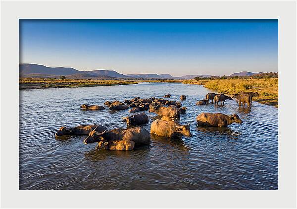 Asian Water Buffaloes Relaxing Together