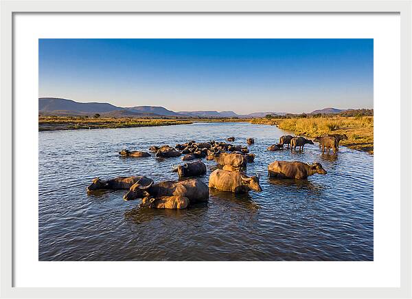 Asian Water Buffaloes Relaxing Together