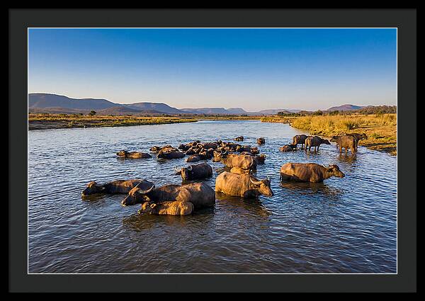 Asian Water Buffaloes Relaxing Together
