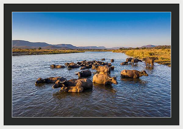 Asian Water Buffaloes Relaxing Together