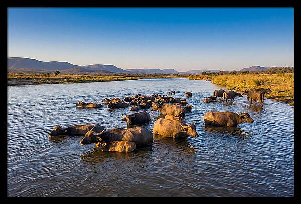 Asian Water Buffaloes Relaxing Together