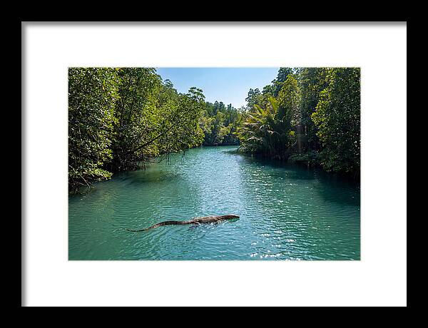 Asian Water Monitor In Tranquil Waters