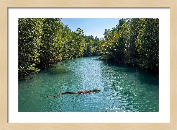 Asian Water Monitor In Tranquil Waters