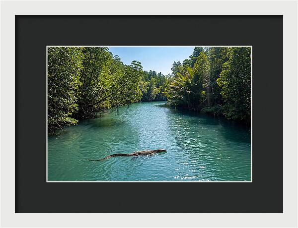 Asian Water Monitor In Tranquil Waters