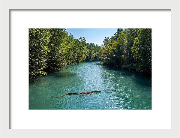 Asian Water Monitor In Tranquil Waters